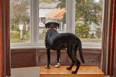 black dog looking out the window